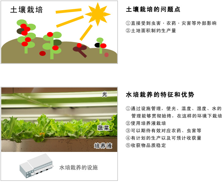 在中國(guó)設(shè)立水培植物工廠(蔬菜工廠)相關(guān)事項(xiàng)綜合咨詢(xún)服務(wù)介紹