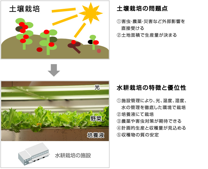 在中國(guó)設(shè)立水培植物工廠(蔬菜工廠)相關(guān)事項(xiàng)総合コンサルティング介紹